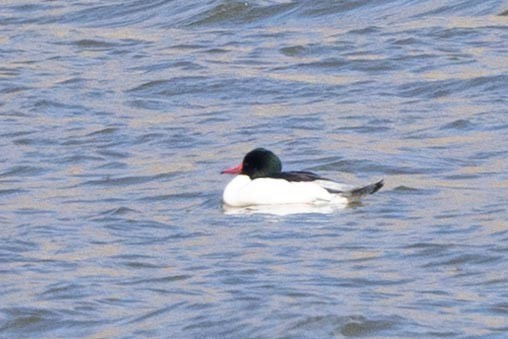 Common Merganser - ML419056991