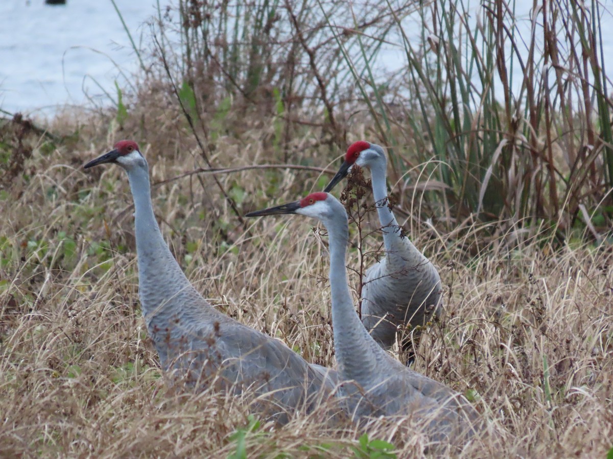 Sandhill Crane - Pamela Stevenson