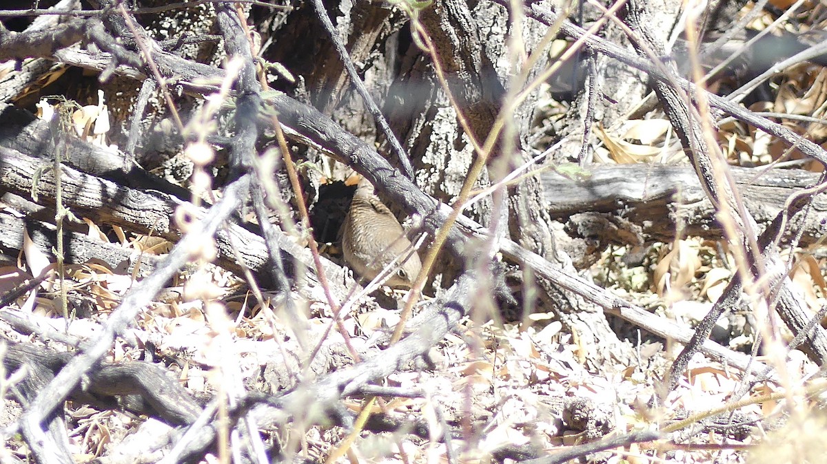 House Wren - ML419057571