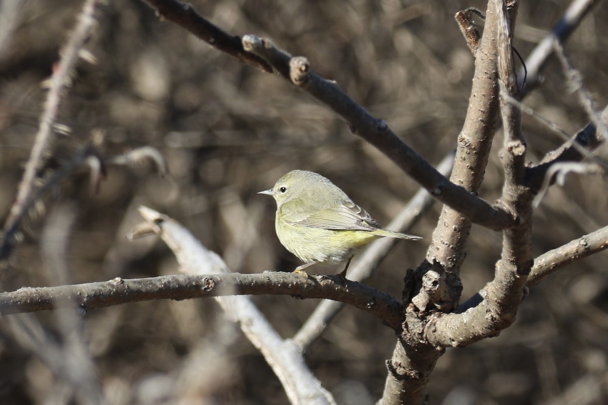 Orange-crowned Warbler - Andy Sanford