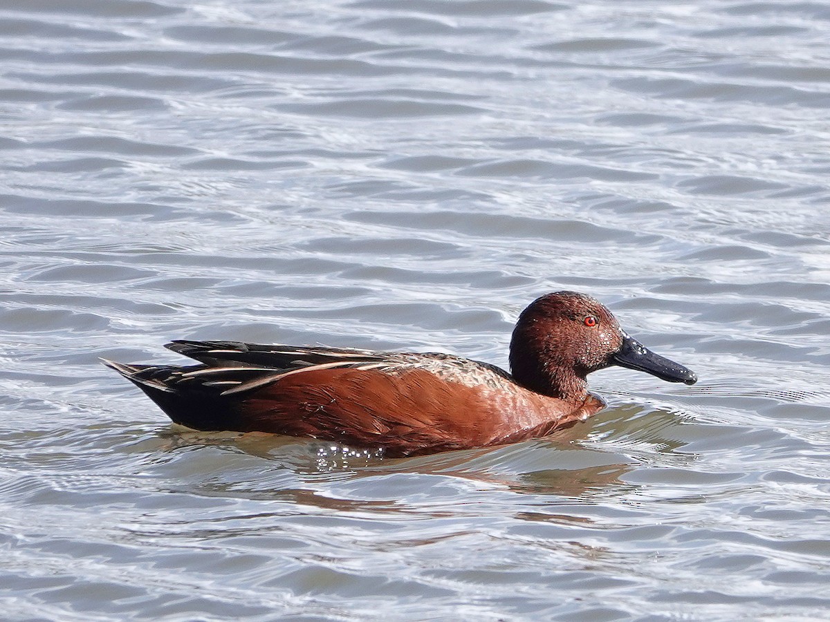 Cinnamon Teal - ML419062241