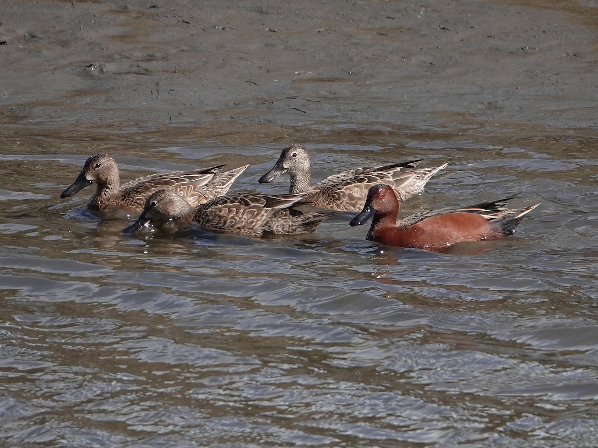 Cinnamon Teal - ML419062331