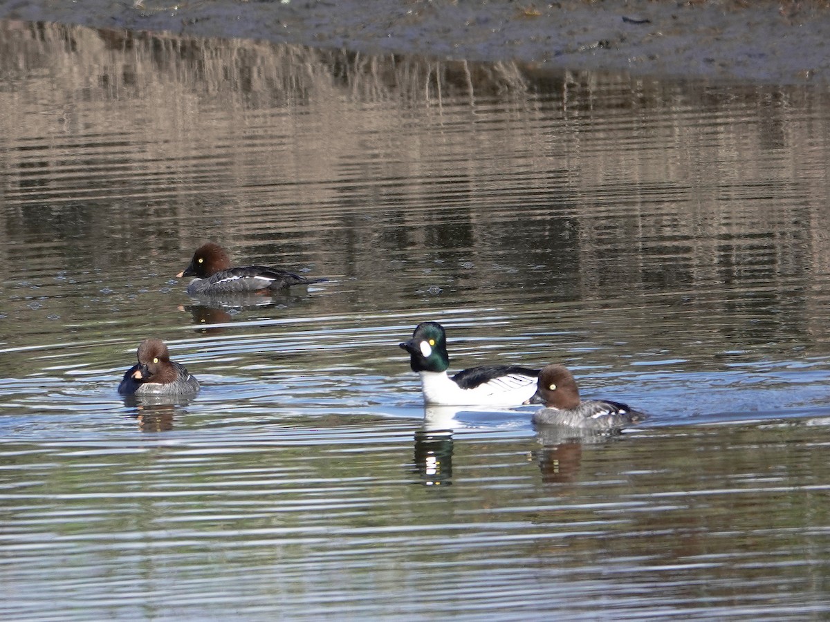 Common Goldeneye - ML419062561