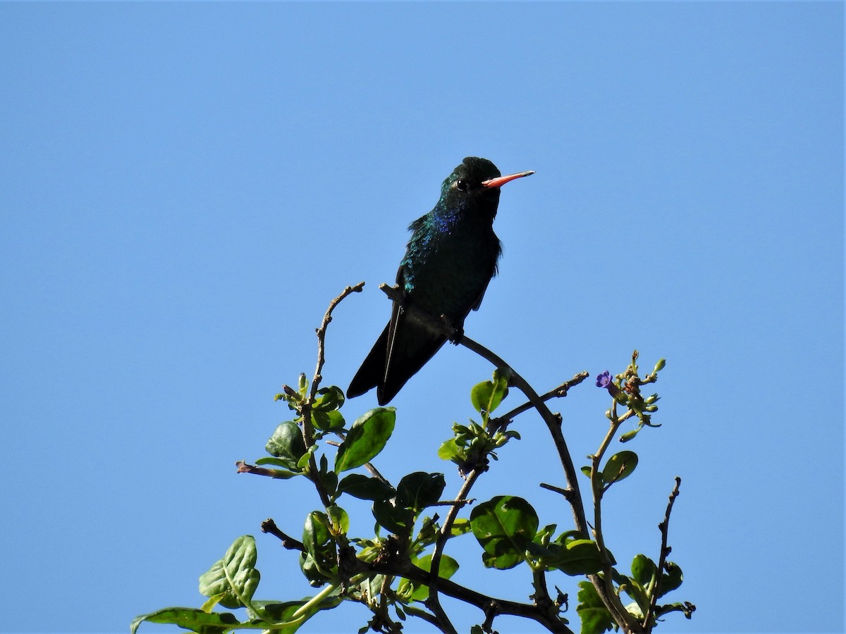 Glittering-bellied Emerald - ML419063121