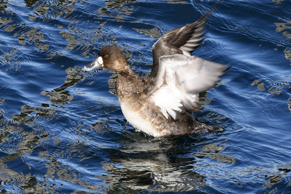 Greater Scaup - Stephen Broker