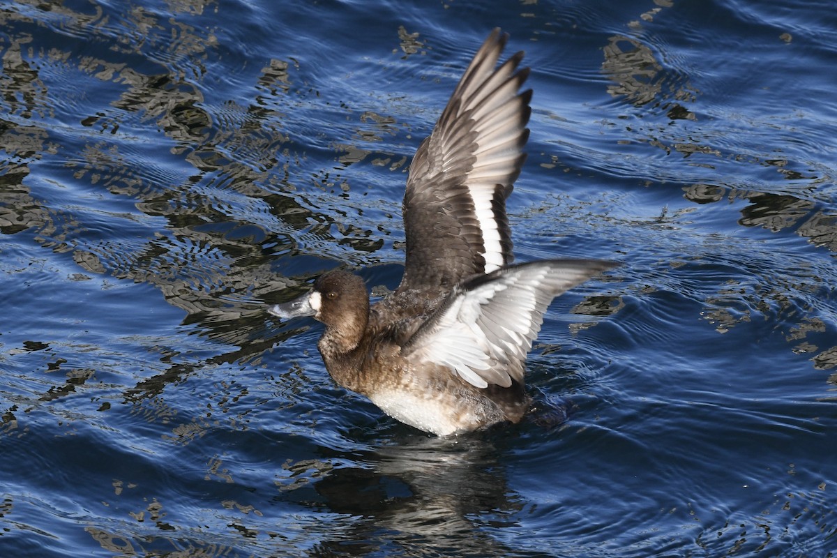 Greater Scaup - ML419064571