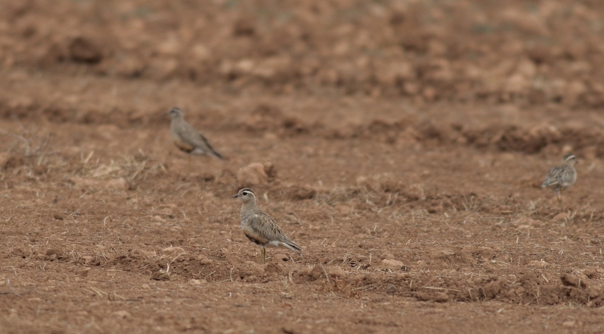 Eurasian Dotterel - Xabier Remirez