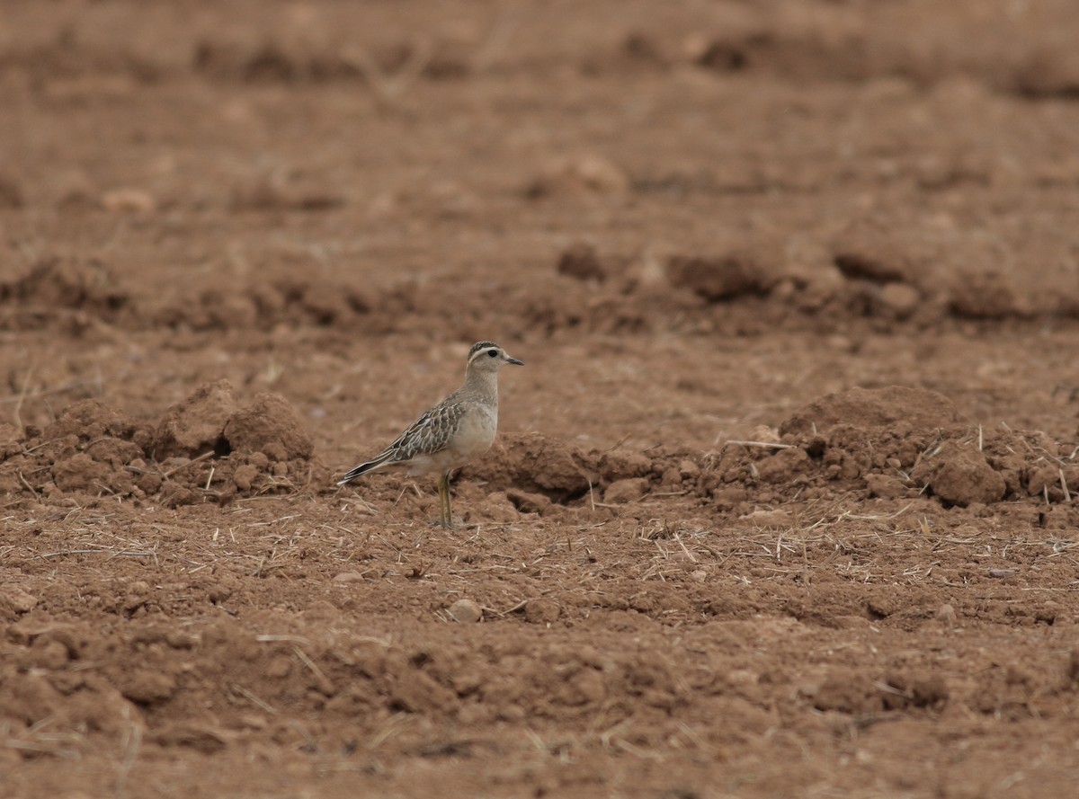 Eurasian Dotterel - Xabier Remirez