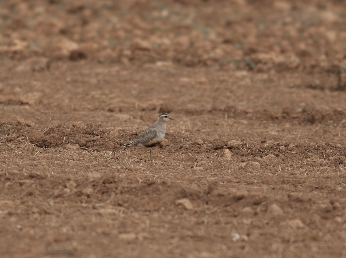 Eurasian Dotterel - Xabier Remirez