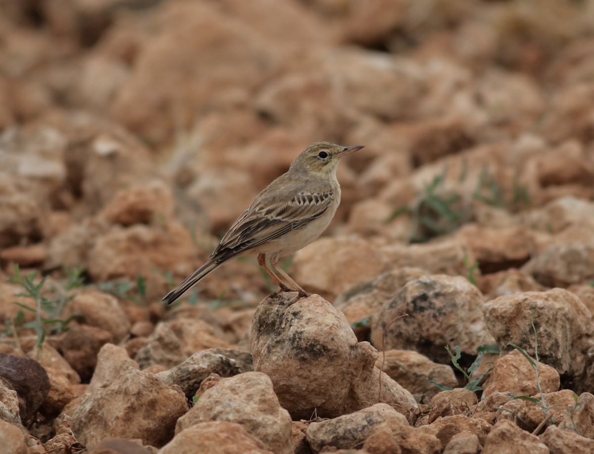 Tawny Pipit - Xabier Remirez