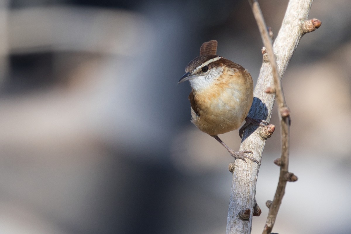Carolina Wren - ML419066801