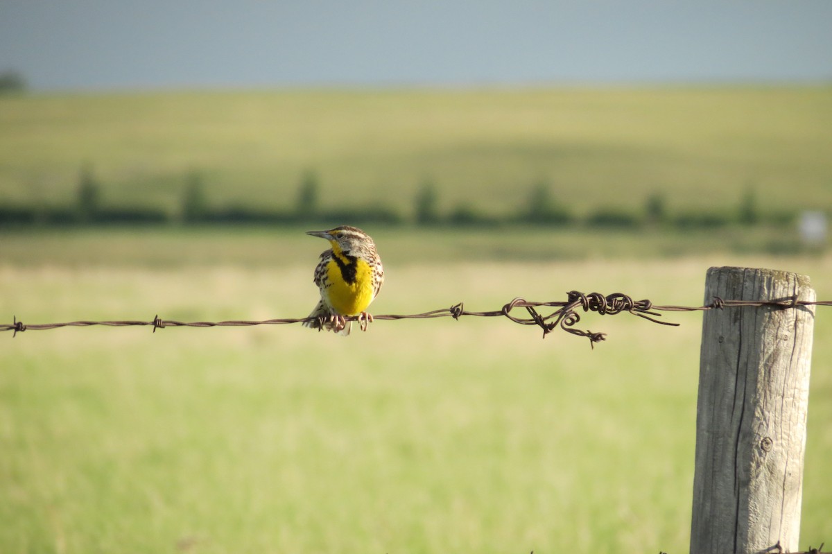 Western Meadowlark - ML41906681
