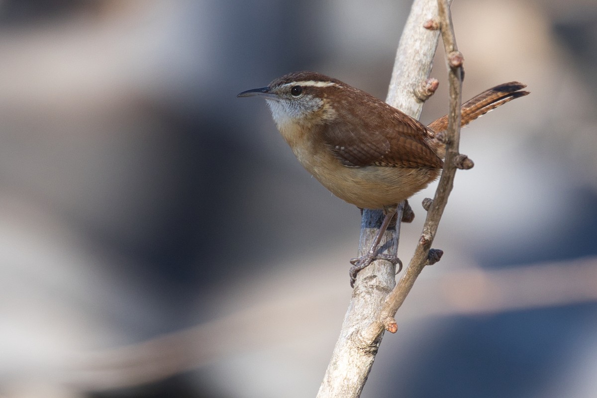 Carolina Wren - ML419066841