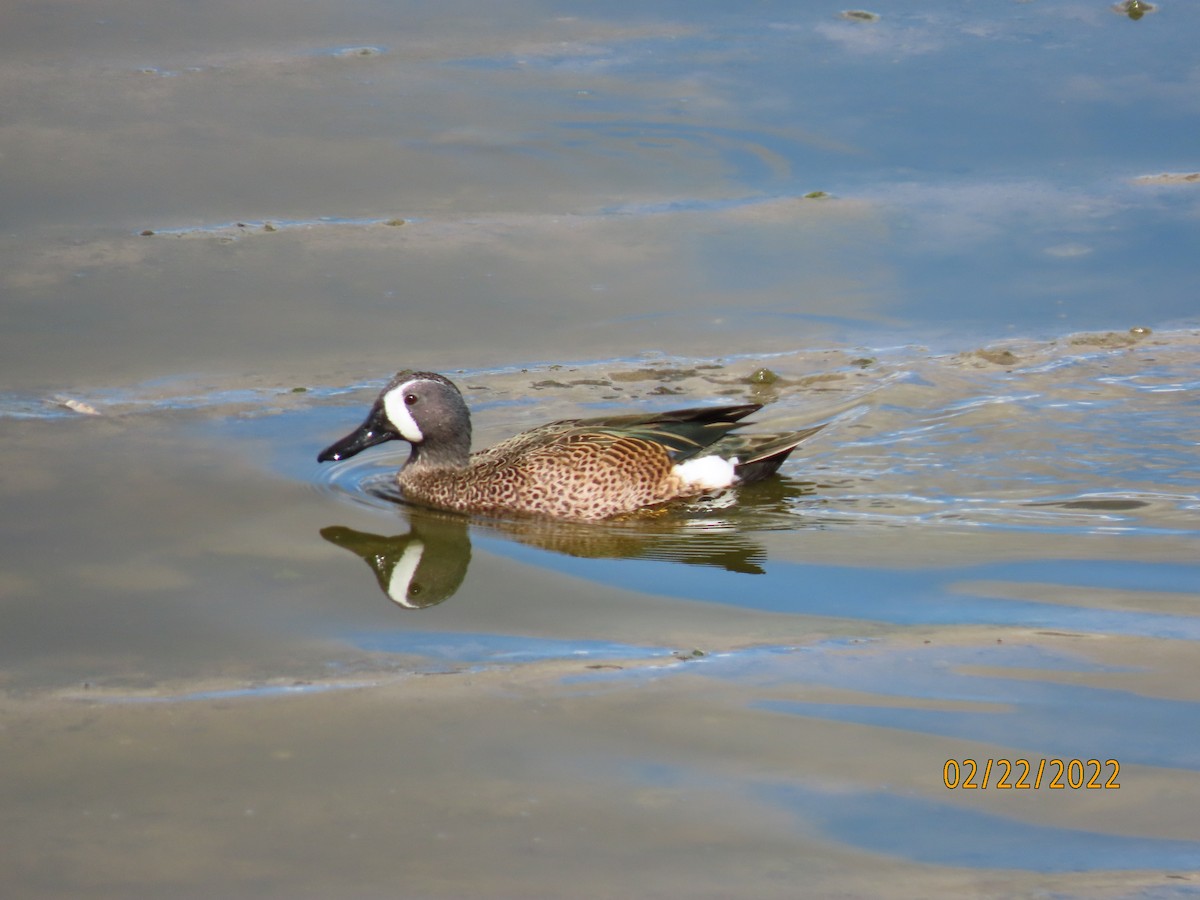 Blue-winged Teal - Kim Harrison