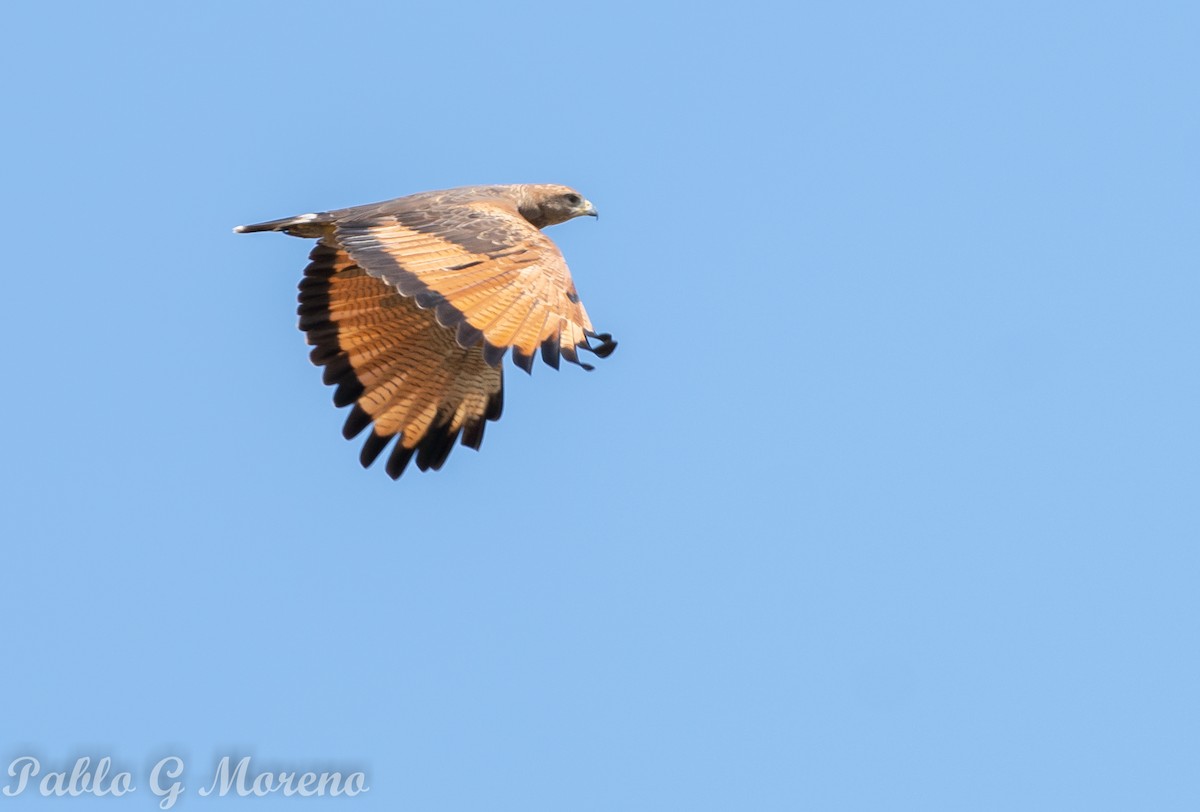 Savanna Hawk - ML419071061