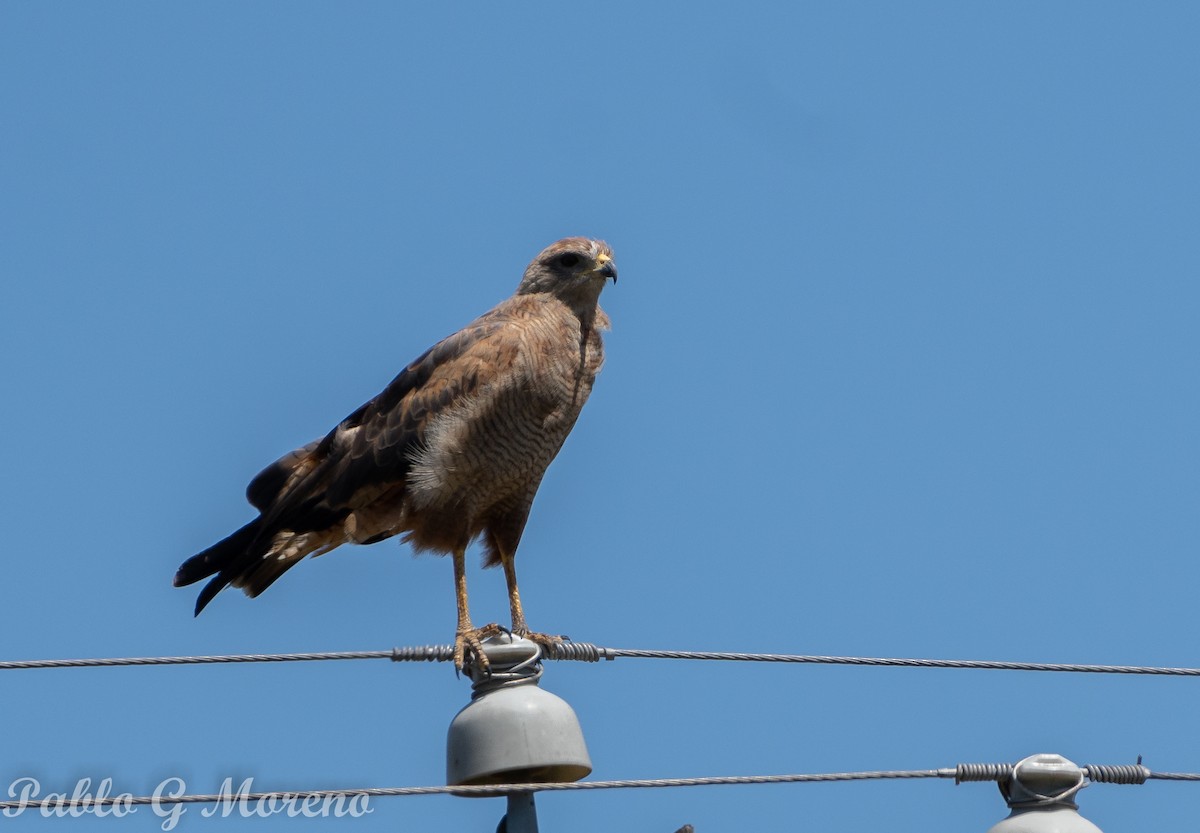 Savanna Hawk - ML419071071