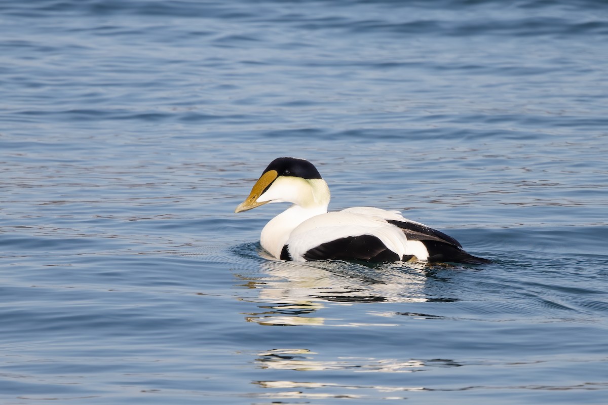 Common Eider - Kalpesh Krishna