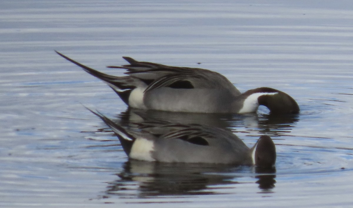 Northern Pintail - ML419071401