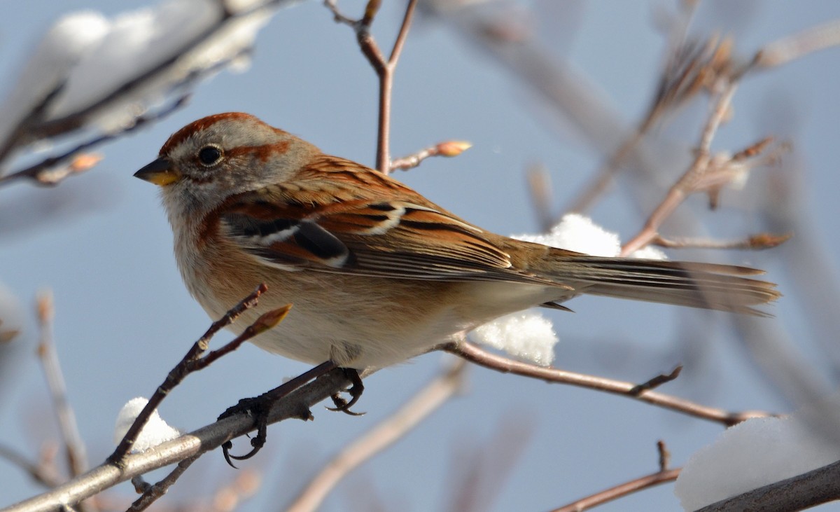 American Tree Sparrow - ML41907141