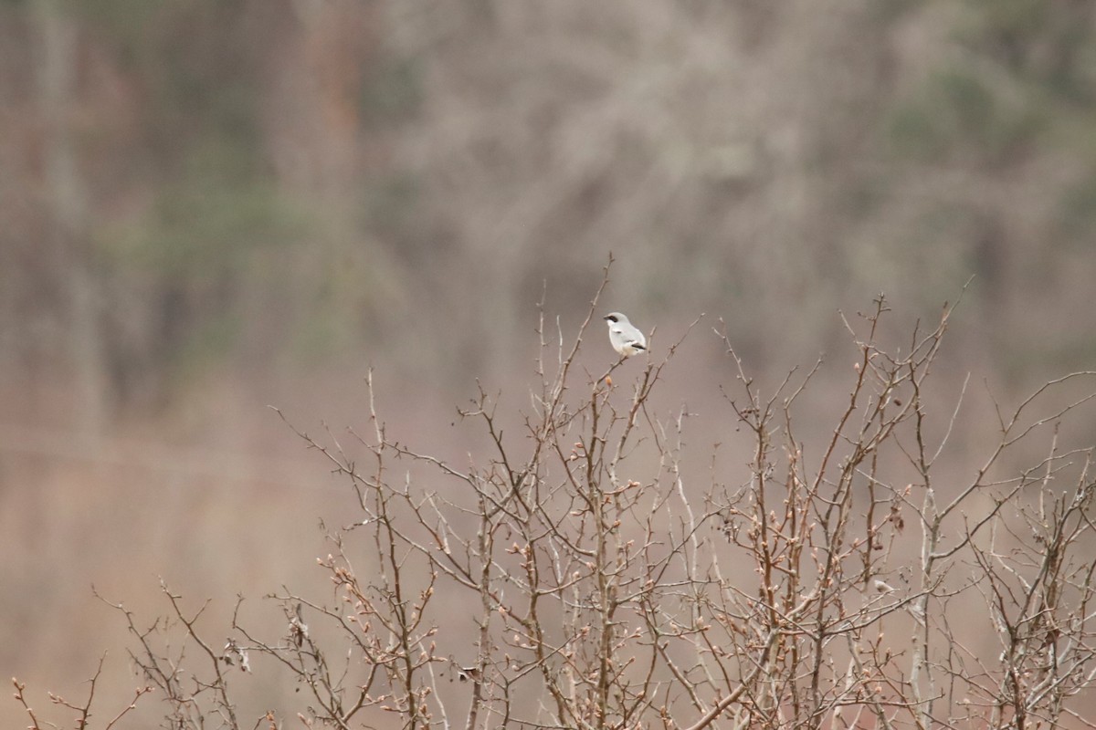 Loggerhead Shrike - ML419072441