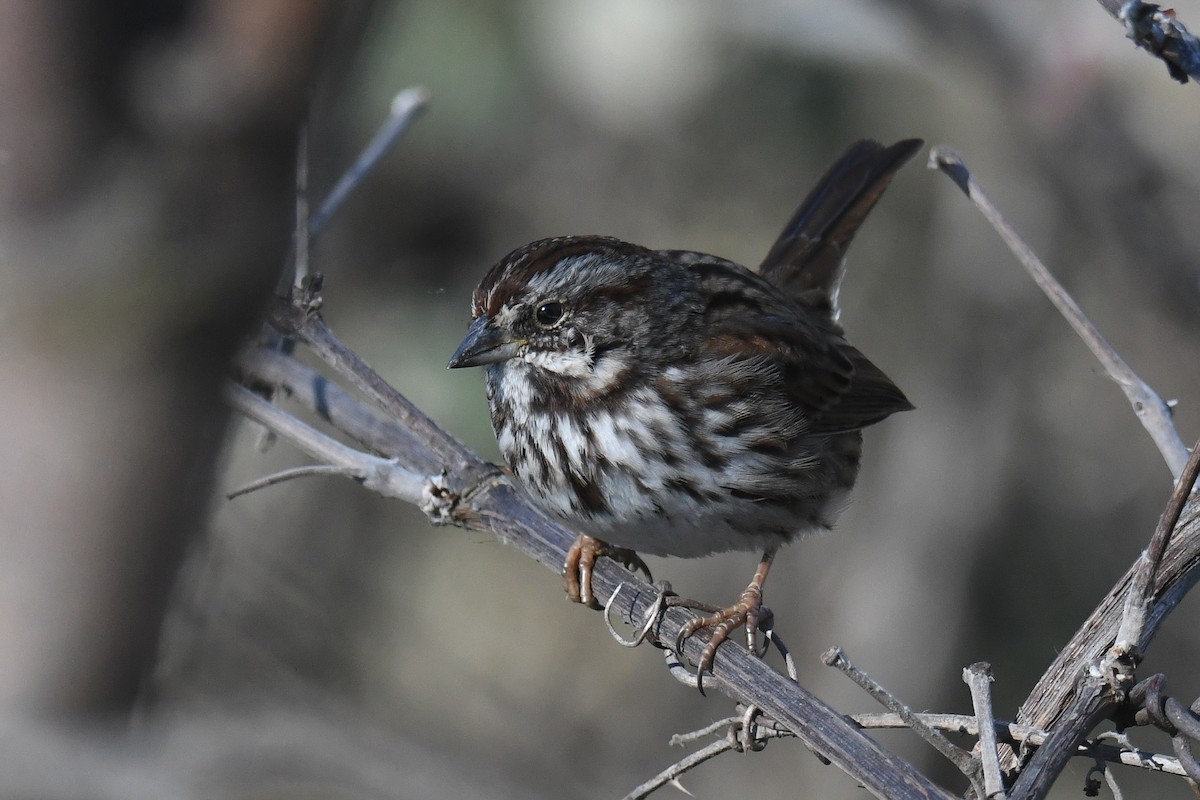 Song Sparrow (heermanni Group) - ML419073051