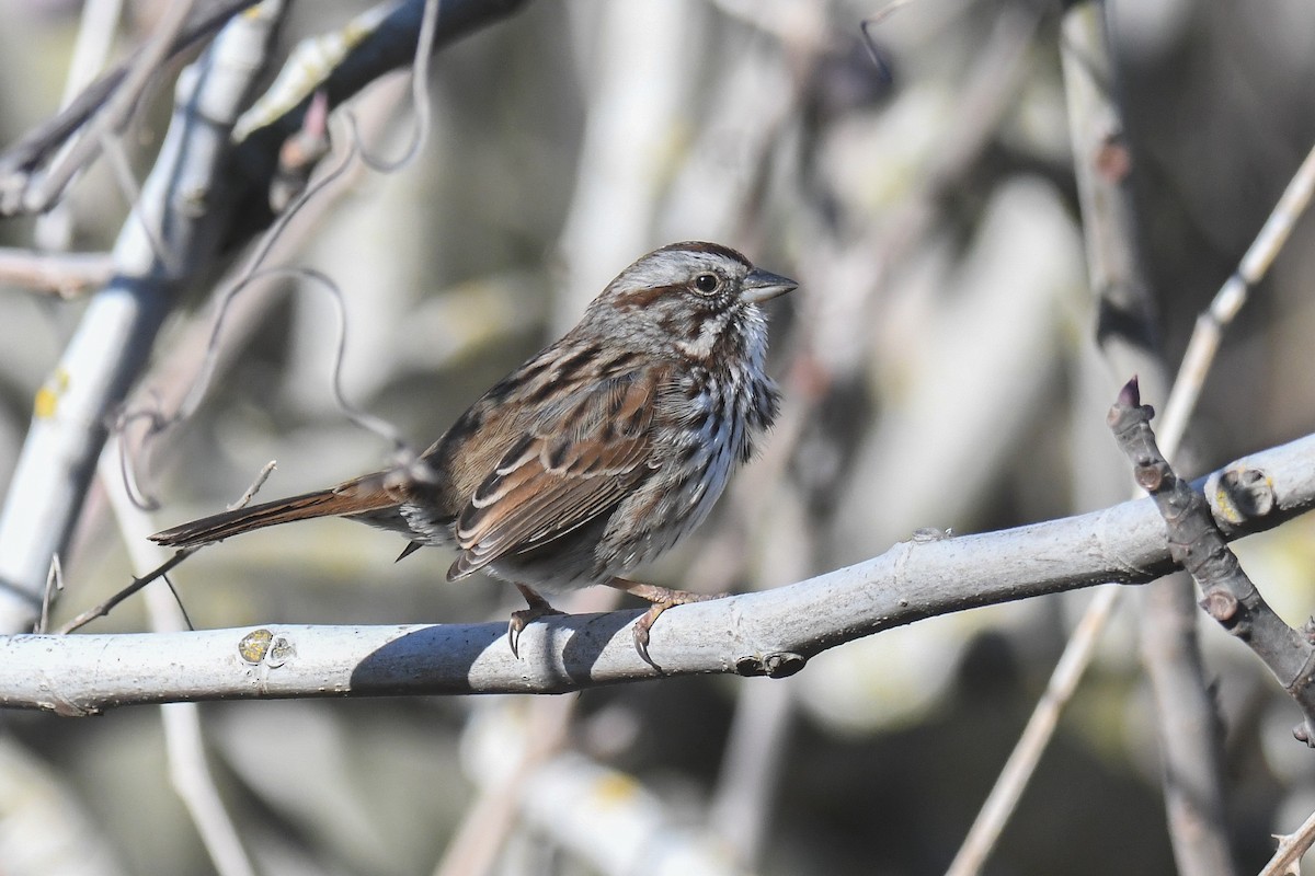 Song Sparrow (heermanni Group) - Ethan Monk