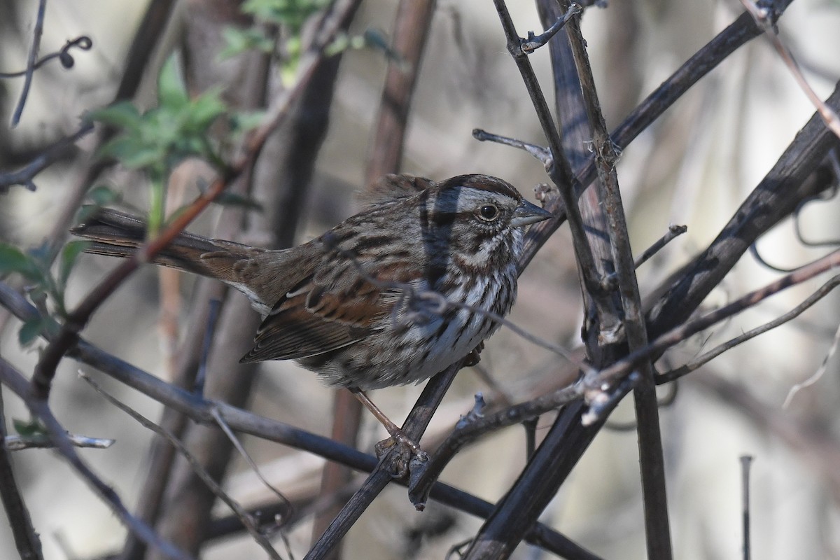 Song Sparrow (heermanni Group) - ML419073071