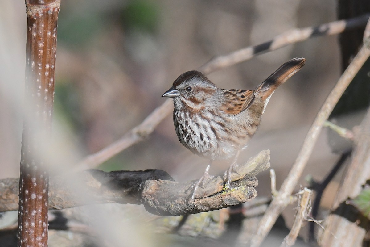 Song Sparrow - Ethan Monk