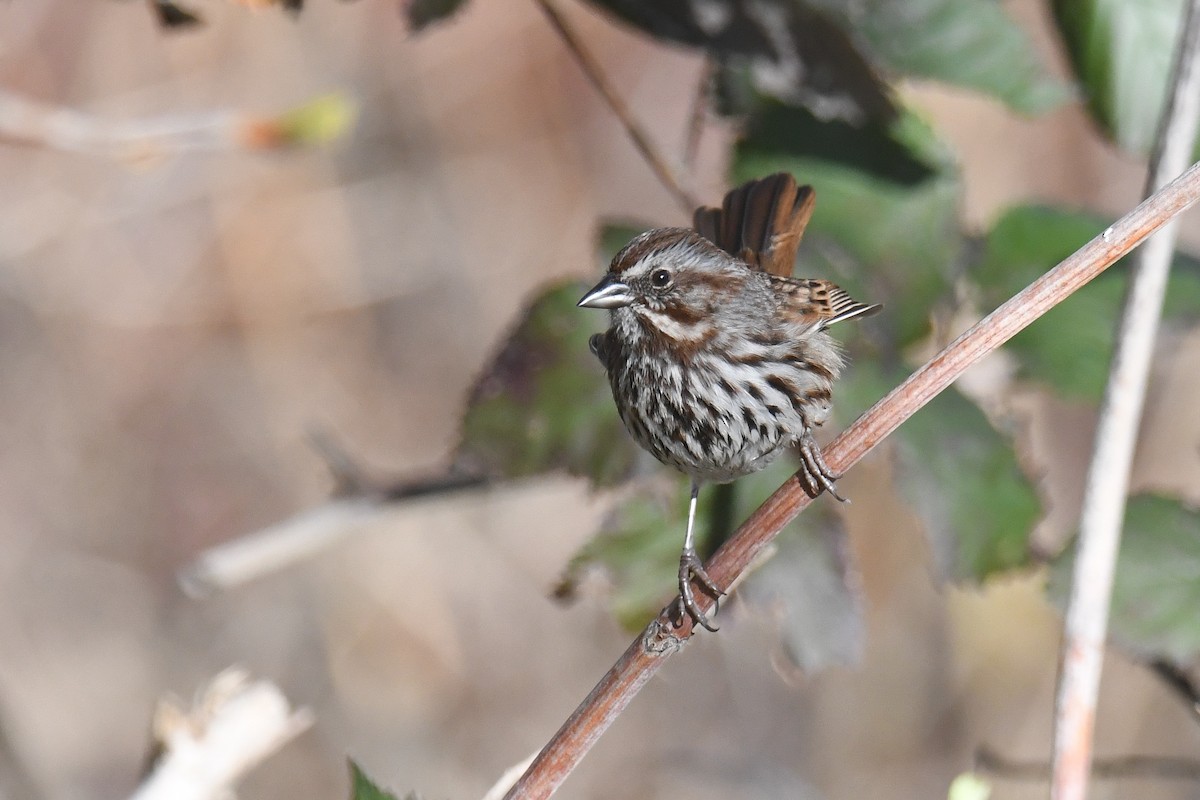 Song Sparrow - Ethan Monk