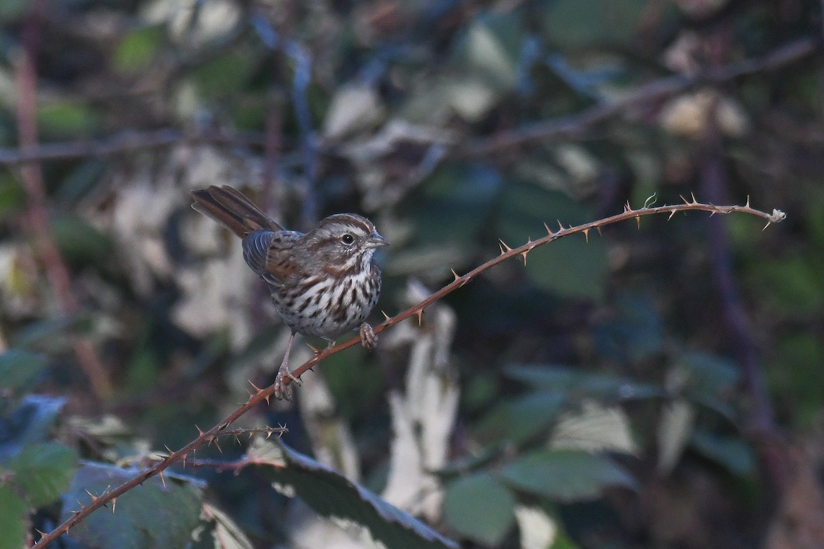 Song Sparrow - ML419073651