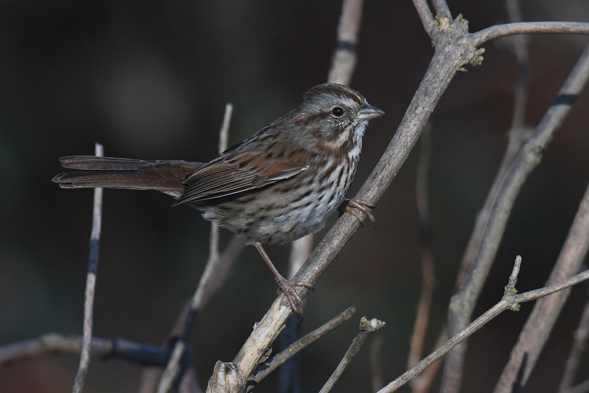 Song Sparrow - ML419073691