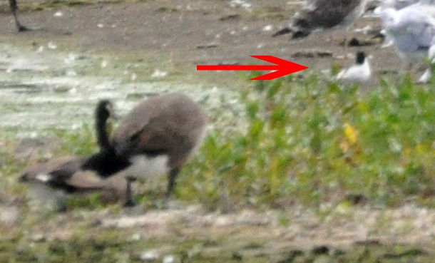 Умардын хараалай - ML41907471