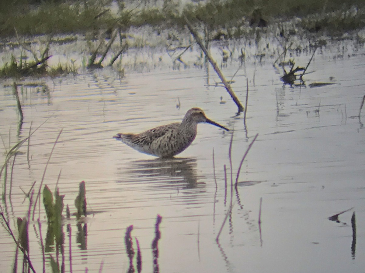 Stilt Sandpiper - ML419075841