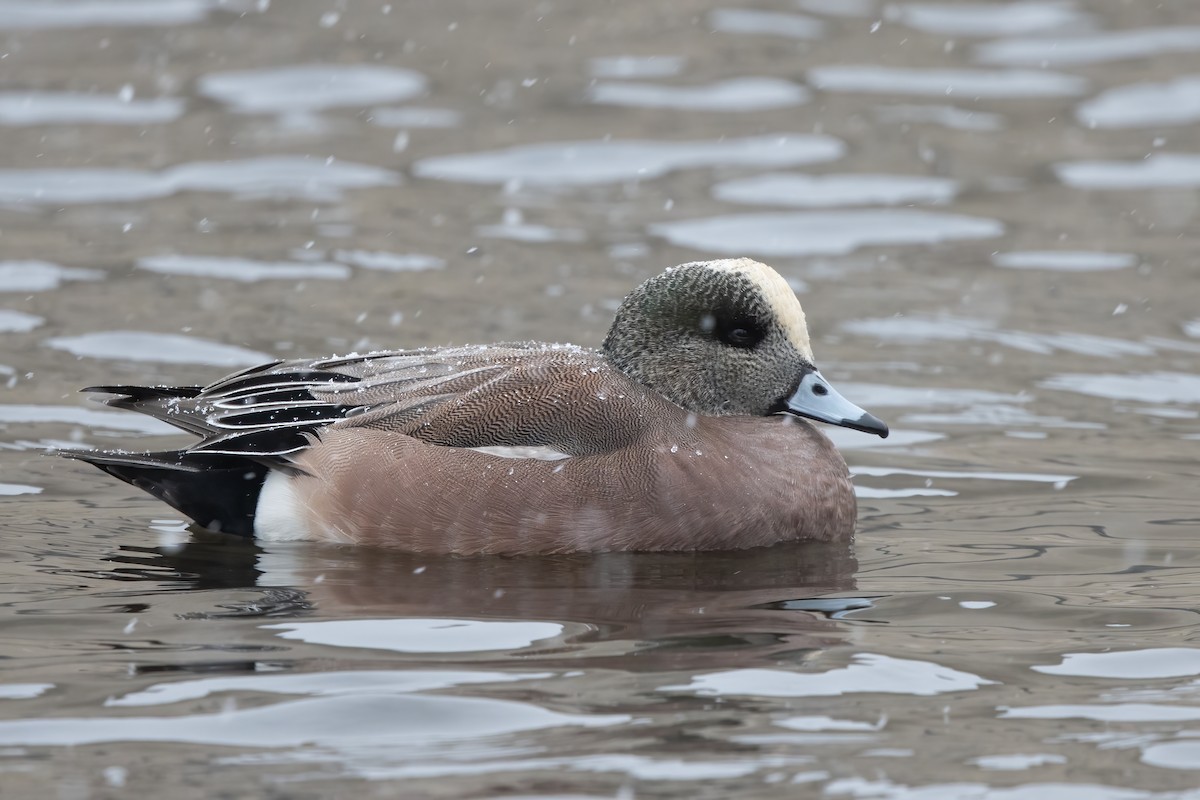 American Wigeon - Kalpesh Krishna