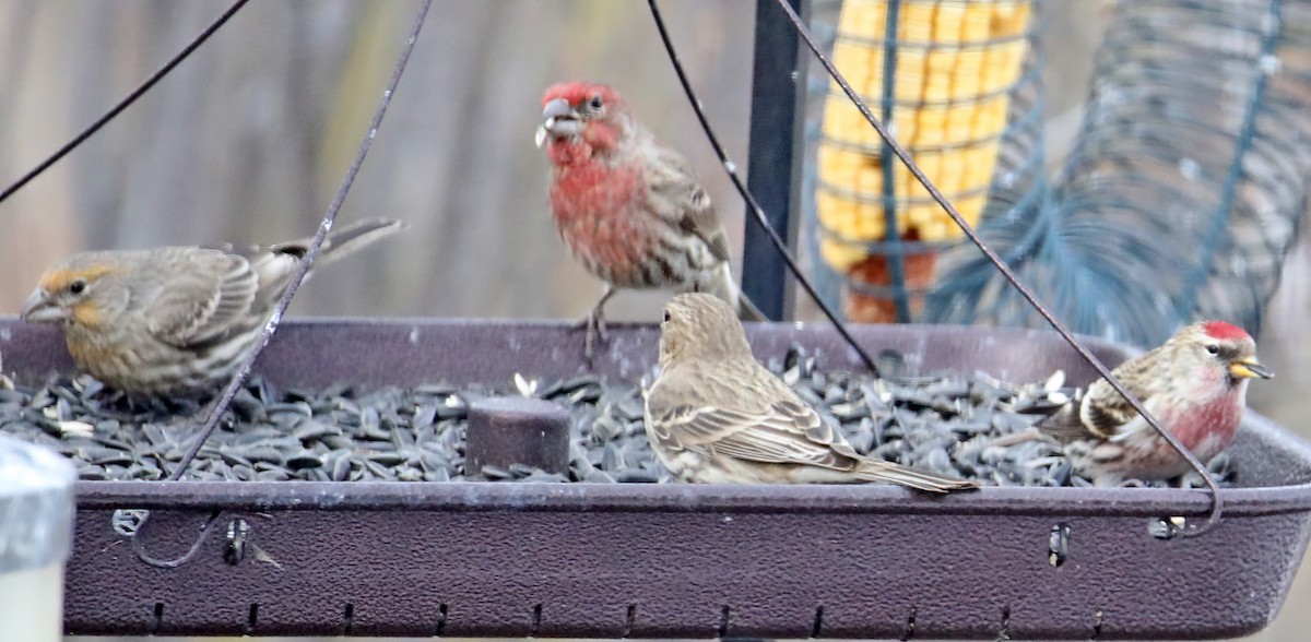 Common Redpoll - Elizabeth Winter