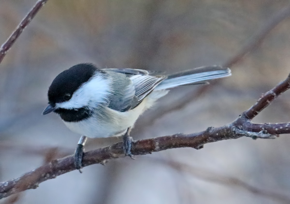 Black-capped Chickadee - Elizabeth Winter