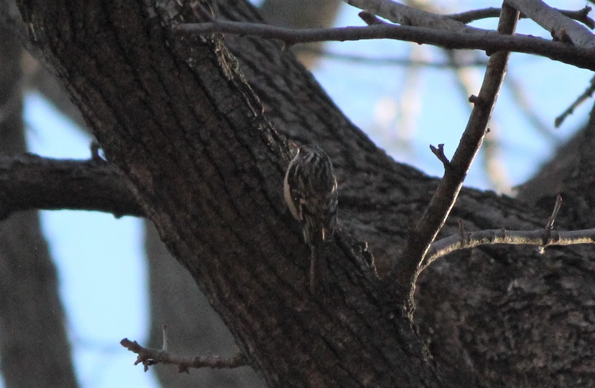 Brown Creeper - ML419083051