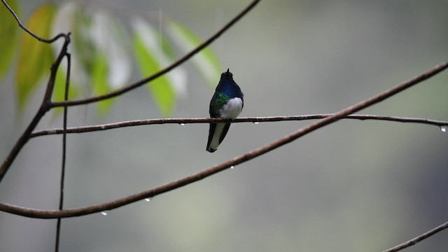 White-necked Jacobin - ML419083541