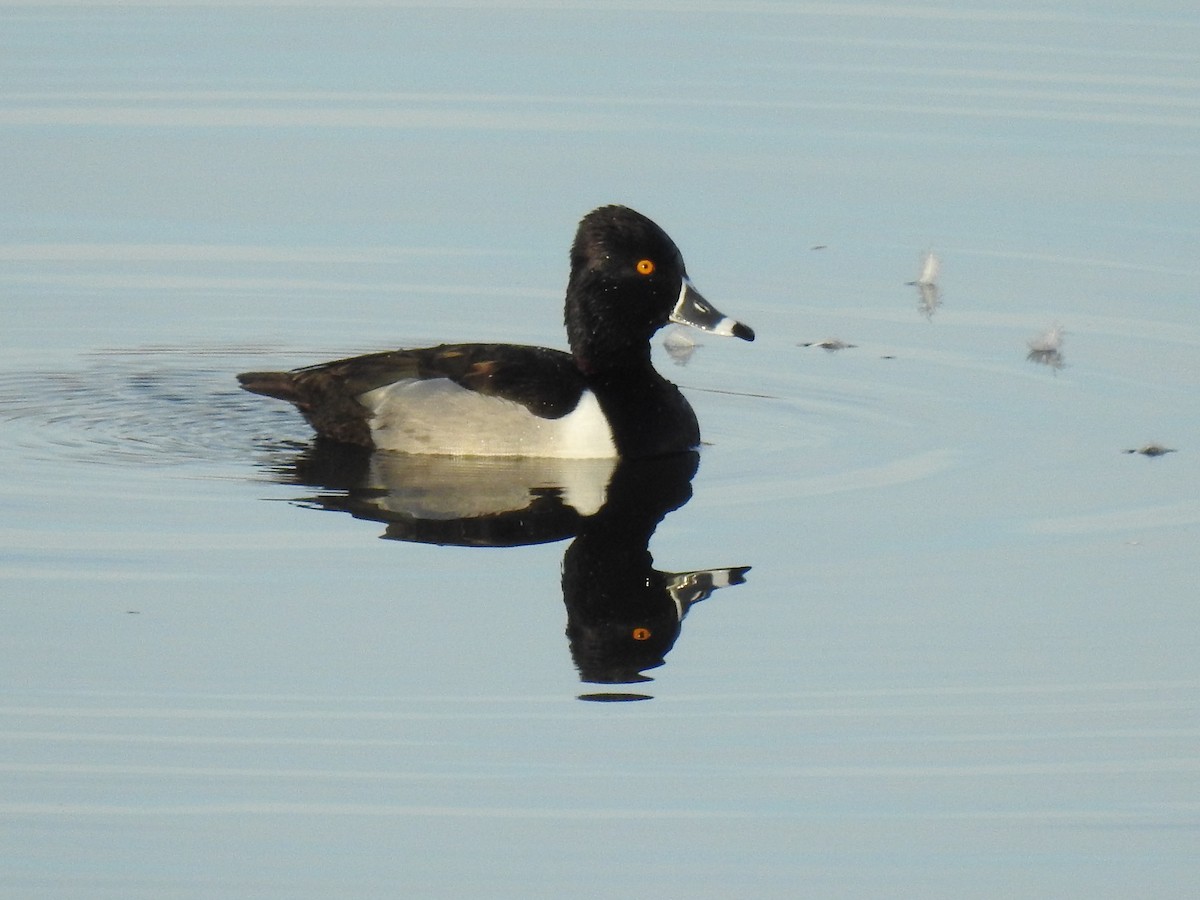 Ring-necked Duck - James Bolte