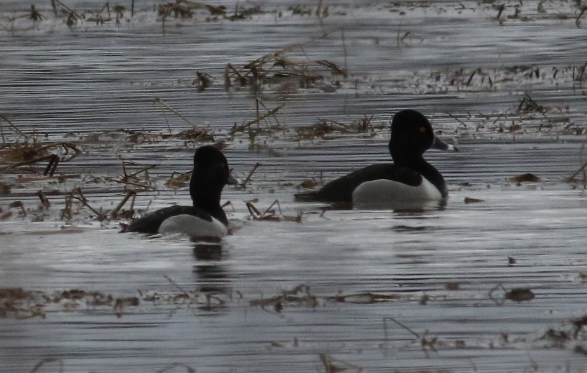 Ring-necked Duck - ML419084581