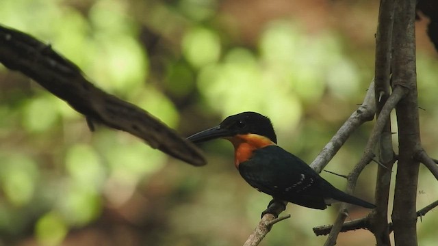 American Pygmy Kingfisher - ML419085681