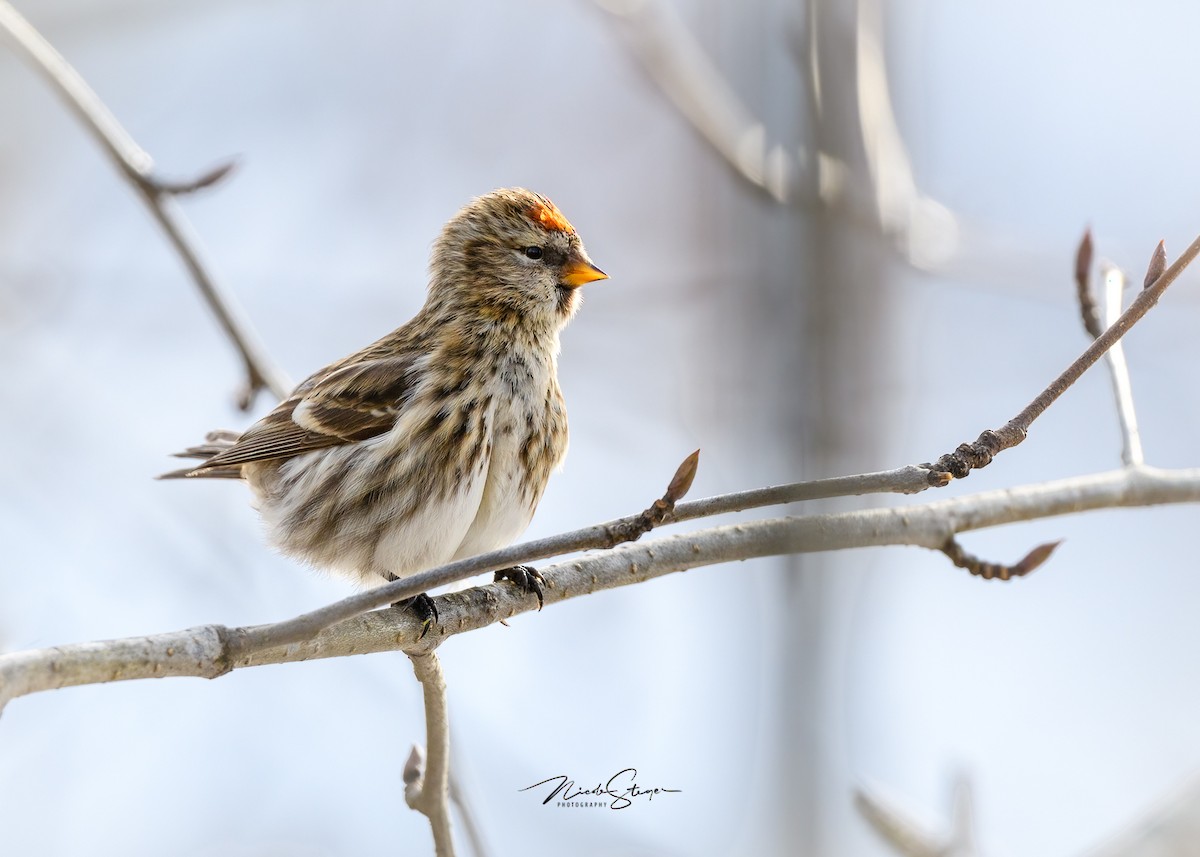 Common Redpoll - Nicole Steger