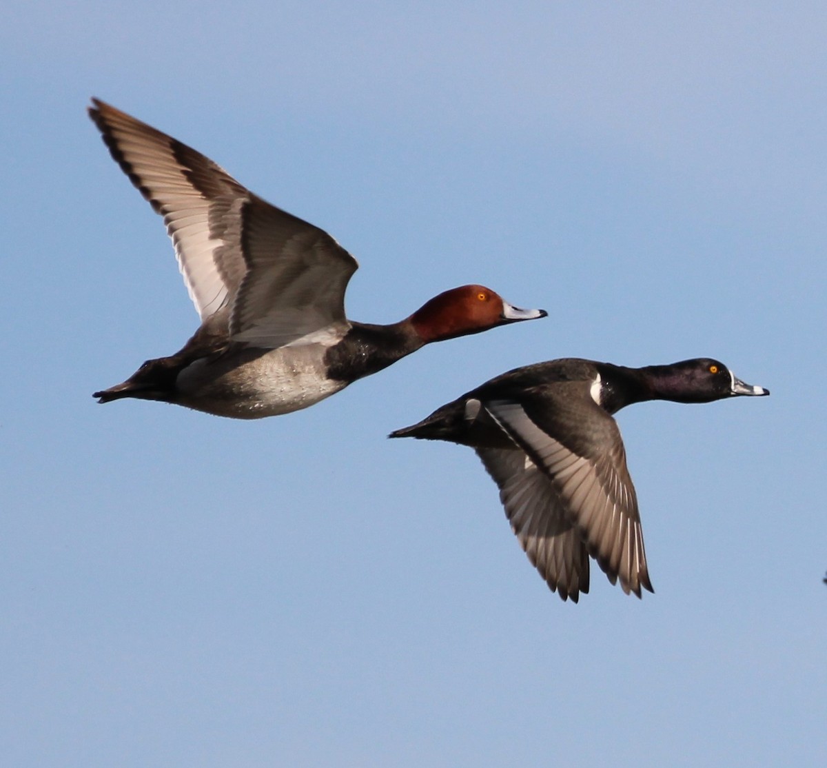 Ring-necked Duck - NE Ohio Duck Tracker - JUDY   ( ')>