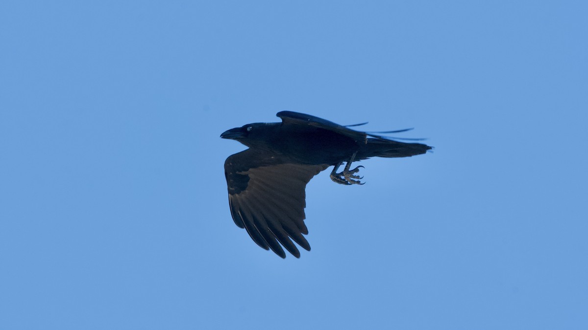 Chihuahuan Raven - ML419088281