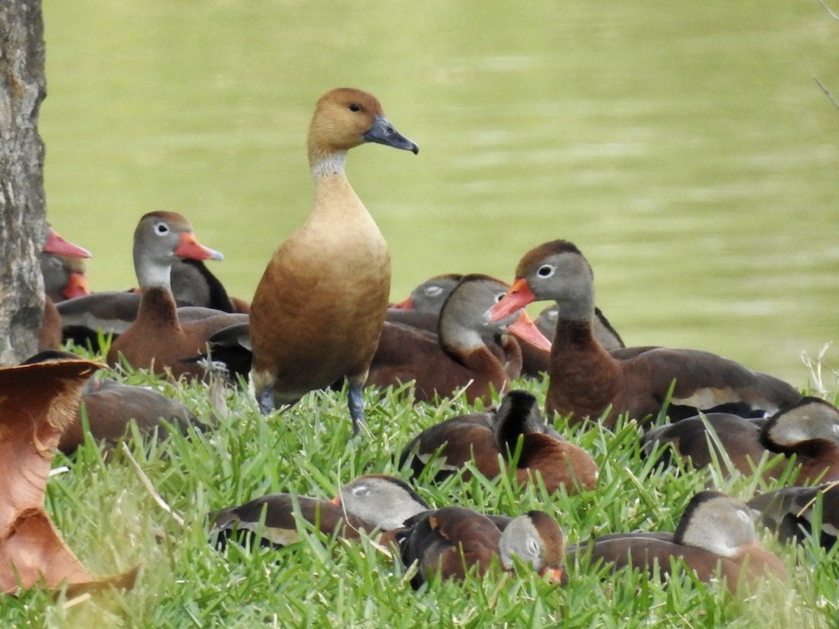Fulvous Whistling-Duck - ML419089341
