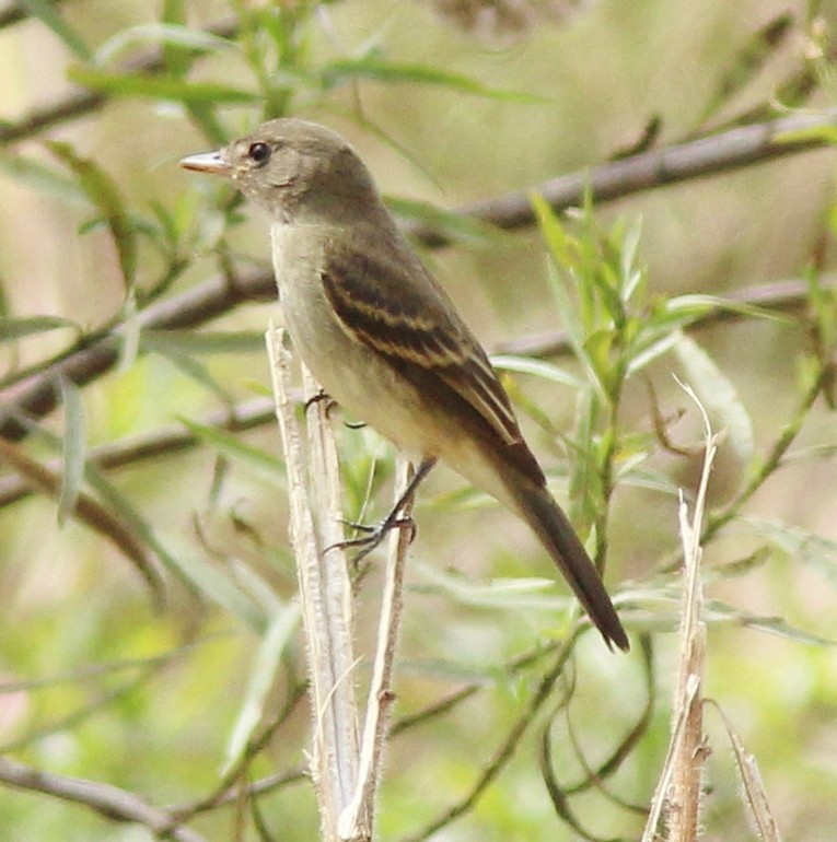 Willow Flycatcher - ML419090311