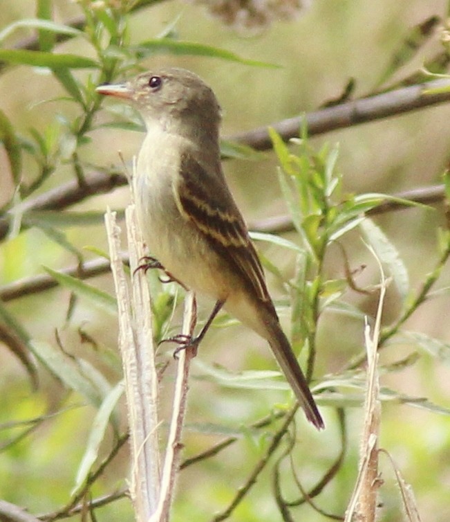 Willow Flycatcher - ML419090861