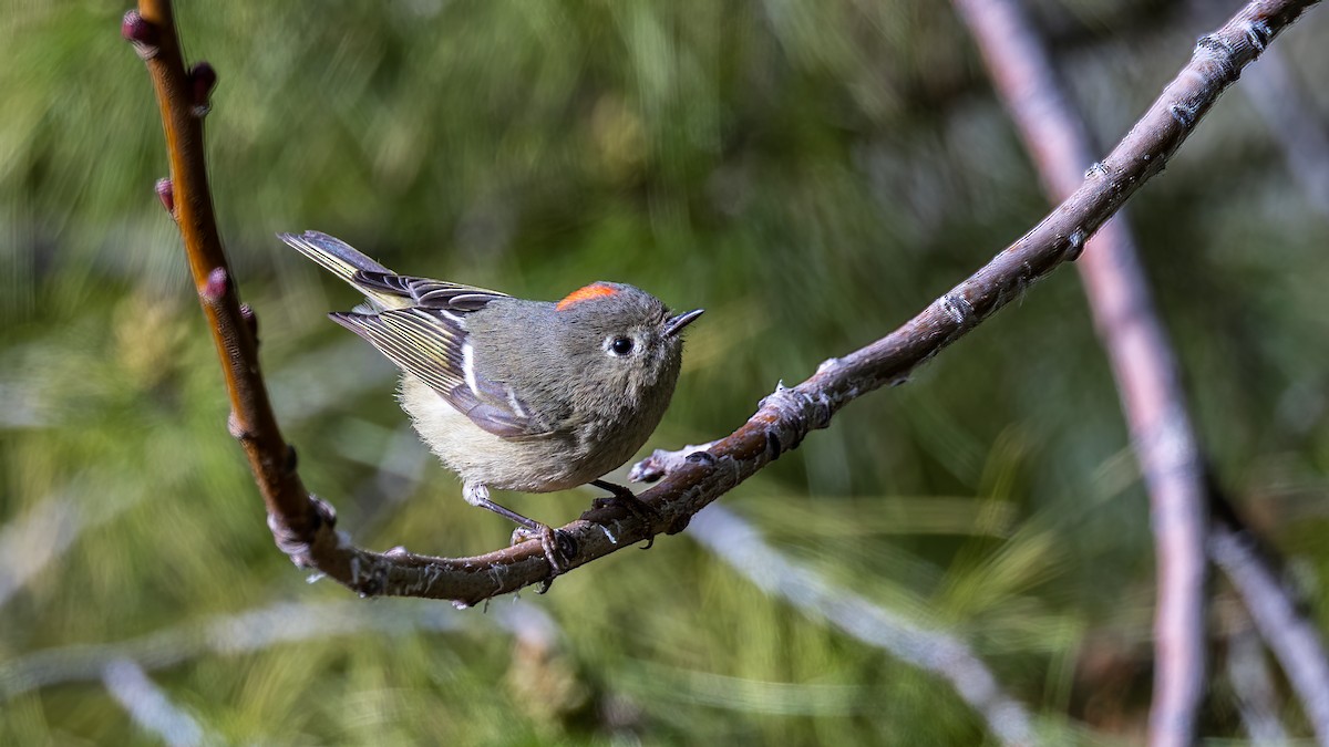 Ruby-crowned Kinglet - Jim Gain