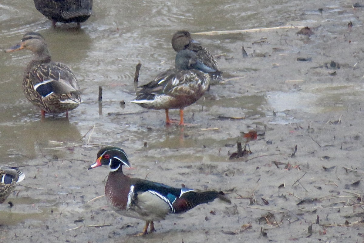 Wood Duck - ML419093921