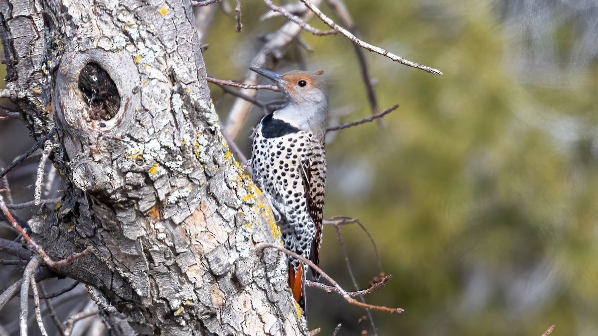 Northern Flicker - ML419094621